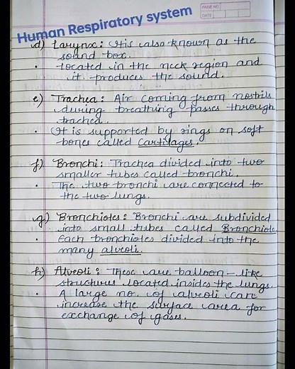 Human respiratory system notes