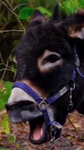 Donkey Making Sound Effect #Shorts