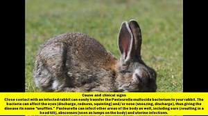Can Rabbits Pass Diseases To Humans? ( 4 BIG ONES )