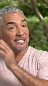 248K views · 2.5K reactions | In this clip from Cesar 911, I meet a family that's torn apart by an out of control dog. The family dog Murphy has multiple issues but the most dangerous one is him taking things and swallowing them. Every time he ingests anything, he is at great risk at jeopardizing his health and life. To asses the risk of the dog, I need to evaluate how the family interacts with Murphy to see what is going wrong. | Cesar Millan | Facebook