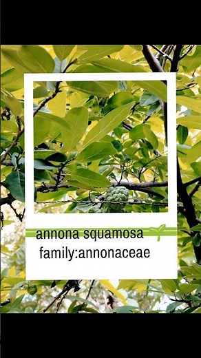 annana squamosa 🌱 annonaceae family 🌱😊♥️😋