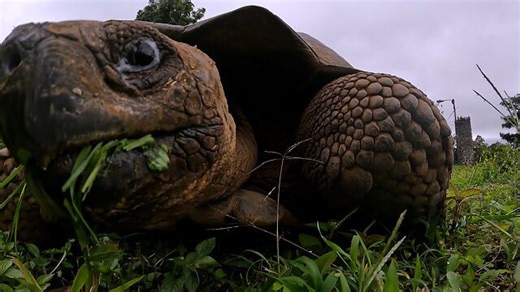 Giant Galapagos tortoise curiously bites GoPro camera