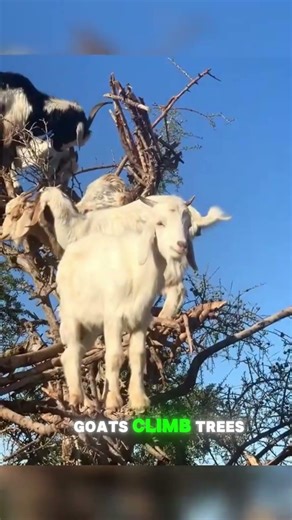Why Are These Goats Climbing a Tree? 🐐🌳 | The Surprising Reason