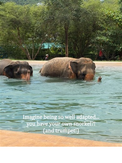 The Unique Adaptations of Elephants