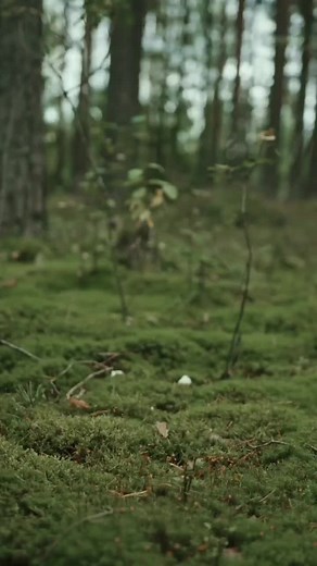 Understanding Earthing and Grounding: How It Works