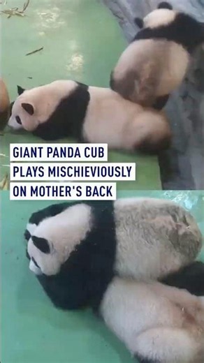 Giant panda cub plays mischievously on mother's back