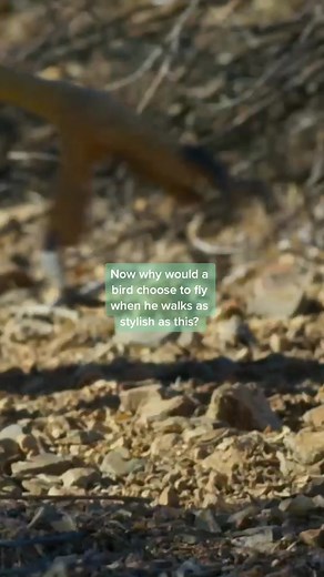 Stylish Bird Walking Parody by David Attenborough | Funny Nature Comedy