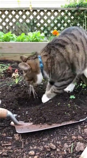 A cat digging soil in a small American garden Daylight real textures cat