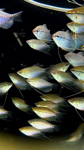 Pearl Gourami – The Elegant Shimmering Beauty of Freshwater Tanks! ✨🐟 #Shorts #LianaFish