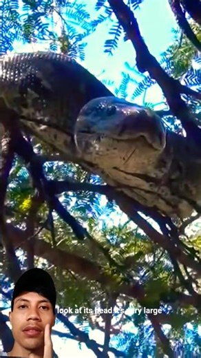 giant python #snake #wildlife