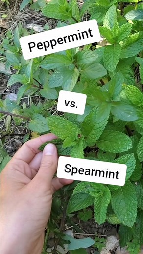 What's the difference between peppermint and spearmint? Well, peppermint is a cross between spearmint and water mint. So they're similiar herbs, but they do have some key differences.🌿 We tend to use spearmint more in the summer because it's more cooling. One of our favorite ways to enjoy spearmint is in Rosalee's Hibiscus Mint Iced Tea. This tasty tea is the ultimate refreshing drink on hot, sunny days.⤵️ https://learningherbs.com/remed.../how-to-make-hibiscus-tea/ | LearningHerbs.com