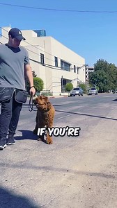 117K views · 1.2K reactions | Train Smarter, Not Harder! Boost IQ, fix behavior, and enjoy a happier pup. Learn More : https://en-braintrainingfordog.com/ | We Dog Trainer | Facebook