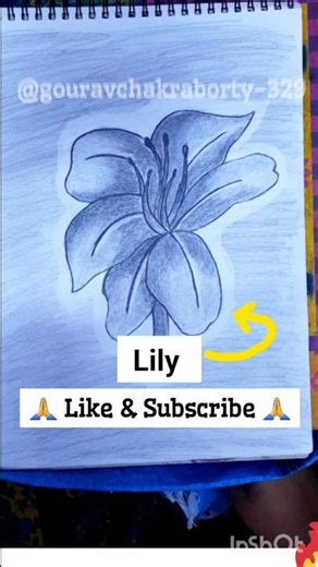 Lily flower drawing | Lily flower sketch