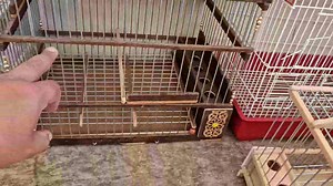 من سوق القريعة #جديد #سوق #love_birds #challenge #souk_kriaa #ficher #oi #maroc #chicken #parrot #سوق_القريعة | عالم الطيور | Facebook