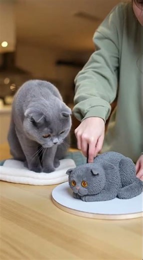 Real Scottish Fold cat vs look-alike cat cake: the moment we slice it (safe shoot)