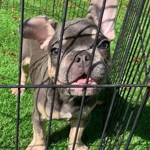 HEY! We have new puppies available! This is Lola! She’s the cutest blue and tan you’ve ever laid eye on. Head over to http://www.frenchbulldogssandiego.com/available-puppies.html to check her and her friends out. Message me if you’re interested! #sandiegofrenchbulldogs | San Diego French Bulldogs