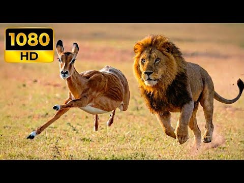 WILD NATURE in 8K ULTRA HD - Majestic Animals with REAL Nature Sounds