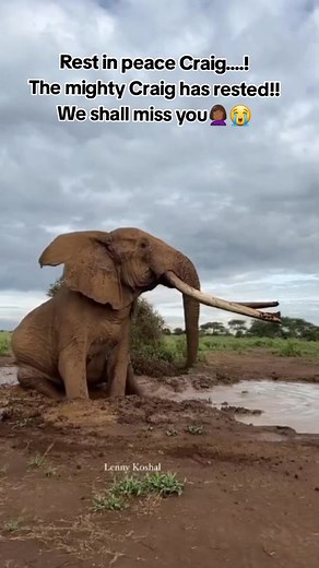 Remembering Craig: The Iconic Amboseli Elephant