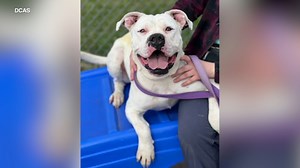 Large dogs seek forever homes in Chicago area as shelters fill up
