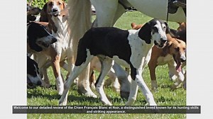 Chien Français Blanc et Noir: The Ultimate Hunting Companion
