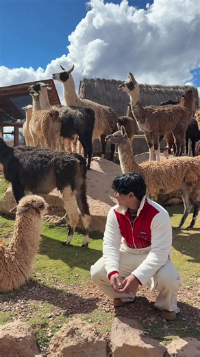 Come see Llmas with me on this insane experience in Peru🇵🇪 #myanmar #myanmartiktok #burmese #myanmarvlogger