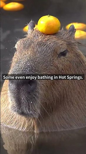 Cute and Funny Moments with 🥰 Capybara Compilation : 5 Interesting Facts about Capybara