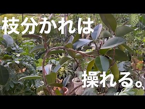 観葉植物の枝分かれ。これを知っておくと自由自在に形を作れる