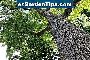 Comment propager des arbres de magnolia 🌱 Conseils Jardiniers - Fr.ezGardenTips.com