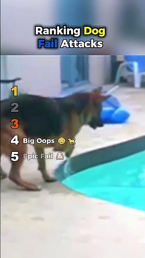 Ranking Dog Fail Attacks 😂🐶 Funny Dog Attack Fails || #dogshorts #funnydogs ‪@PawPals3‬