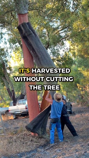 Bags From Trees?! Meet Our Natural Cork Bags 💚🌳