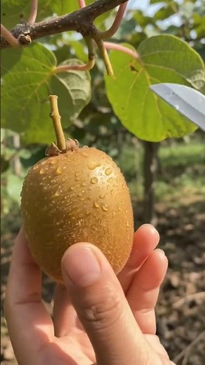 Harvesting Golden Kiwi on the Vine 🥝🔪Satisfying Yellow Flesh Reveal #GoldenKiwi #KiwiHarvest #Shorts