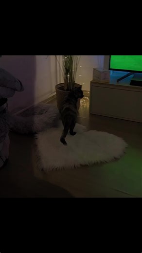 #koteły♥️🐱🐈
