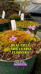 3.3K views · 104 reactions | What’s not to love about Utricularia?! Incredibly fast bladder traps in the soil, delicate faux leaves tracing along the soil surface, and best of all, clouds of lovely flowers! www.CaliforniaCarnivores.com | California Carnivores | Facebook