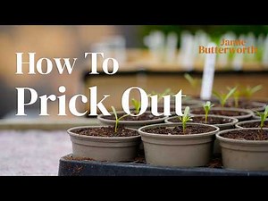 How To Prick Out - Gardening With Jamie