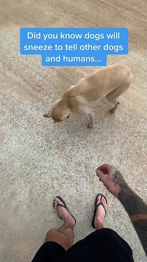 This is why dogs sneeze. It helps other dogs and humans know they just...