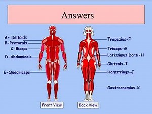 GCSE PE Podcast Muscular system