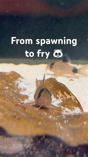 From Spawning to Fry 🐼 | Panda Cory Breeding