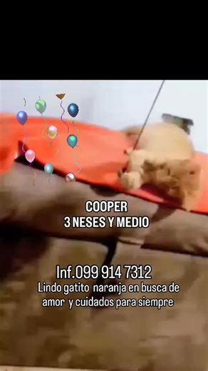 14 reactions | Adopción Animal Guayaquil - AG on Reels | Facebook