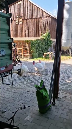 Spaß mit den Puten 🤪🤣