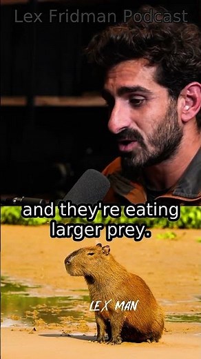 he Largest Snake on Earth: How Big Can Anacondas Really Get? | Lex Fridman & Jordan Peterson