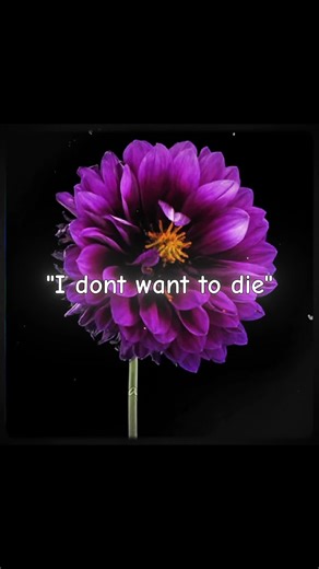 Exploring MyStreet Angst with Aphmau Edits