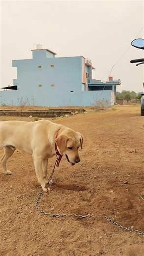 Labrador cute dog barking🤫🐕😡 #part 33