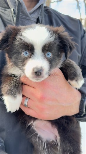Toy & Mini Aussie Puppies • Australian Shepherd Breeder on Instagram: "Hello? 🥺 Can I please get one attention? It doesn’t have to be a size large… Whatever size forever home you have available will do 🤍 Meet Stella ✨ Tiny. Sweet. Full of love. And still looking for her person 🐶💫 Link in bio for more info + videos 🤍"