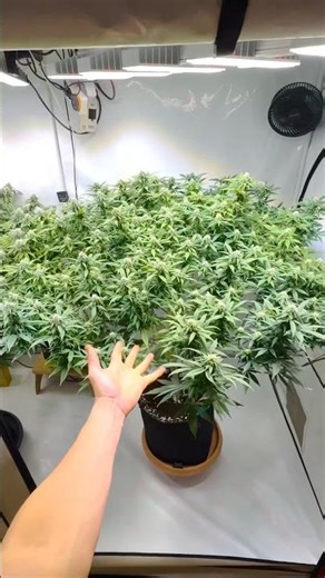 1.20×2.40 Tent FULL View 😳 Mimosa & Pineapple Chunk Mid Flower