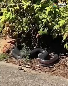 39K views · 80 reactions | These snakes were spotted 'mating for three days' and it's the music for me. | News.com.au | Facebook
