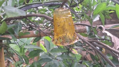 clip-4004748519-wide-shot-showing-homemade-insect-trap-hanging