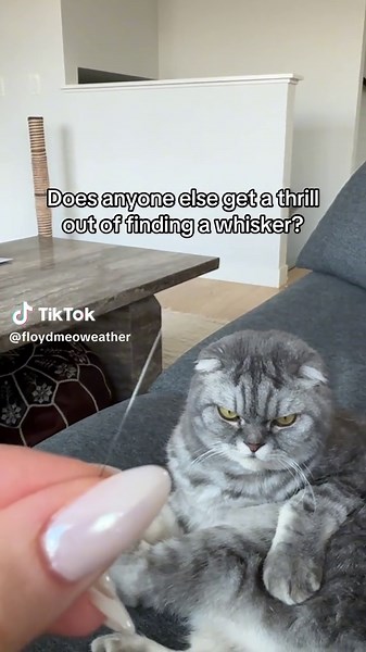 Understanding Cat Behavior: The Fascination with Whiskers