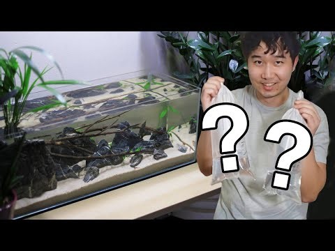 I FINALLY stocked my Riverstream Biotope Fish Tank