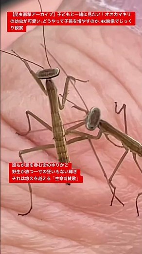 【昆虫衝撃アーカイブ】子どもと一緒に見たい！オオカマキリの幼虫が可愛い。どうやって子孫を増やすのか、4K映像でじっくり観察 #オオカマキリ #自由研究 #昆虫図鑑 #昆虫観察 #insects