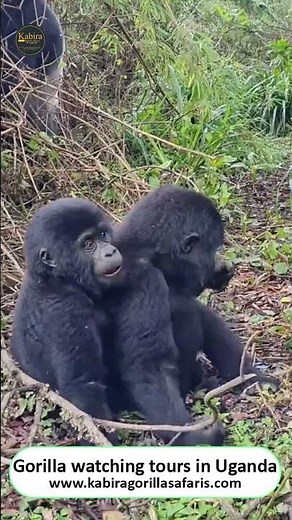 How does it feel to go on 3 day gorilla trekking safari tour in Uganda | gorilla guide #vlogs